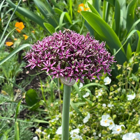 Meet your Posher, Laura - Picture 5 of 6